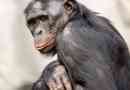 Bonobo - intelligens csimpánzok